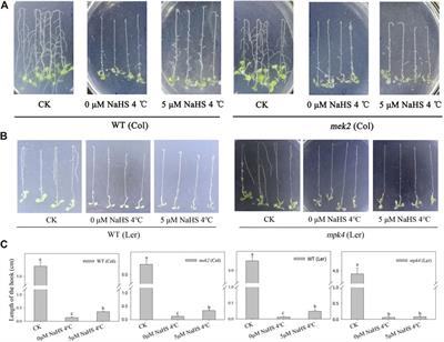 H2S Persulfidated and Increased Kinase Activity of MPK4 to Response Cold Stress in Arabidopsis